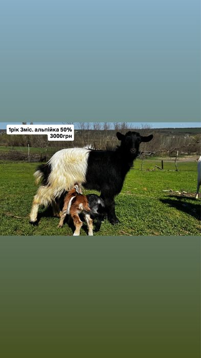 Кози. Нубійські. Зааненські. Альпійські