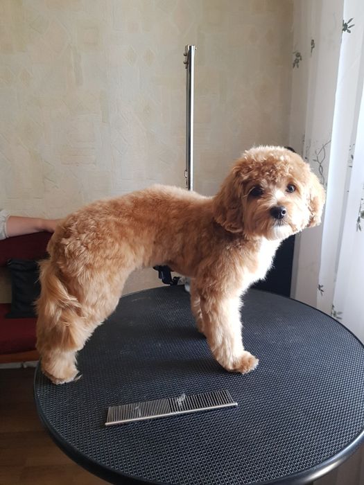 Перукар для собак