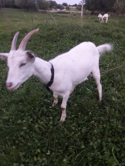 Продаються зааненські молоді козочки