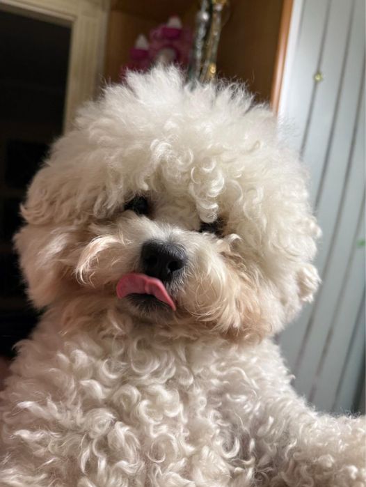 Бішон фрізе вязка