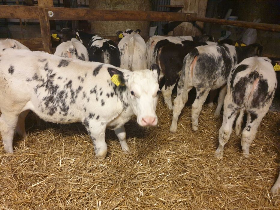 Byczki zarlaczki na sprzedaz