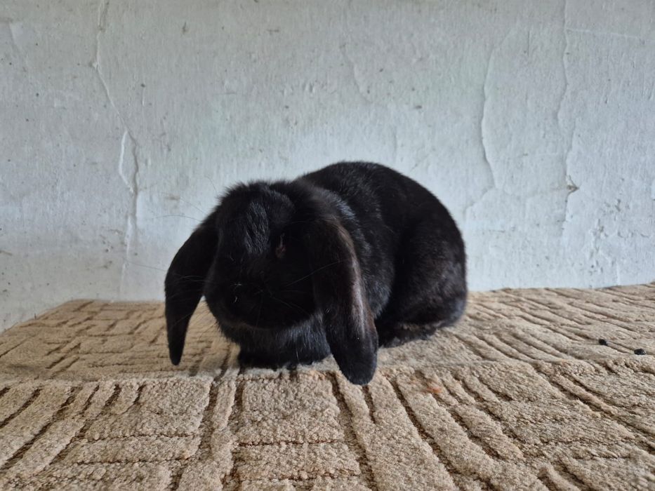 Samica baran francuski