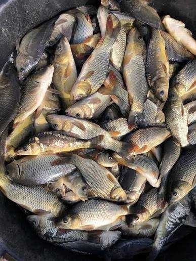 Пропонуємо живу рибу малька: Судак, карась, форель, короп.