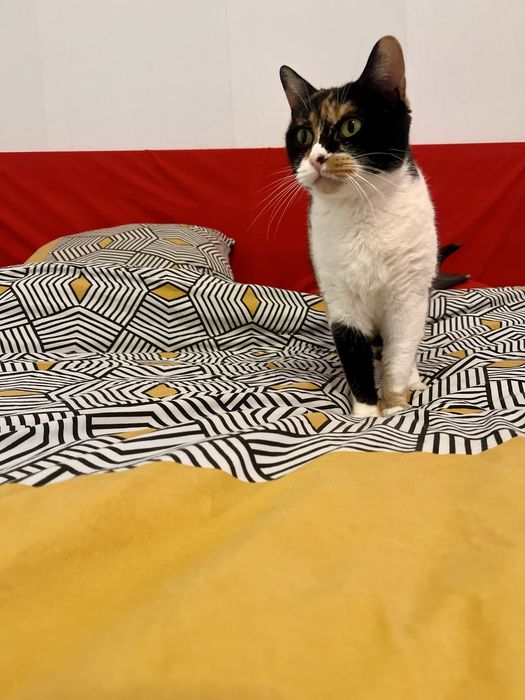 Mimi uma gata para adopção responsável