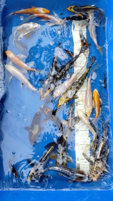 Karpie koi Butterfly Longfin 15-25 cm