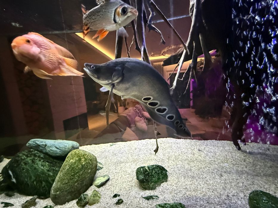 Nożowiec Chitala ornata
