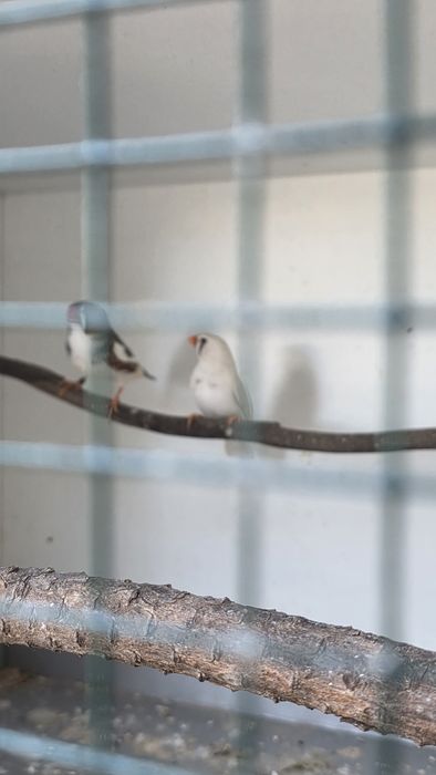 Mandarins ja adultos