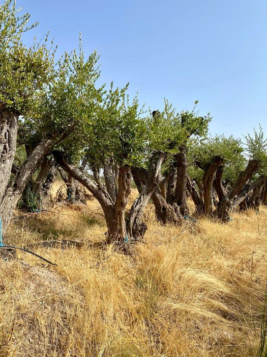 Oliveiras centenárias