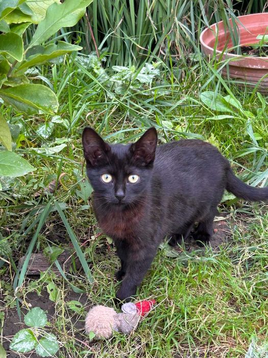 Kociczka do adopcji