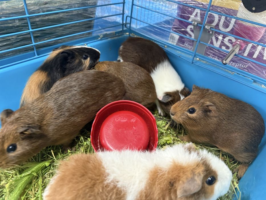 Морские свинки (окрас капибары)