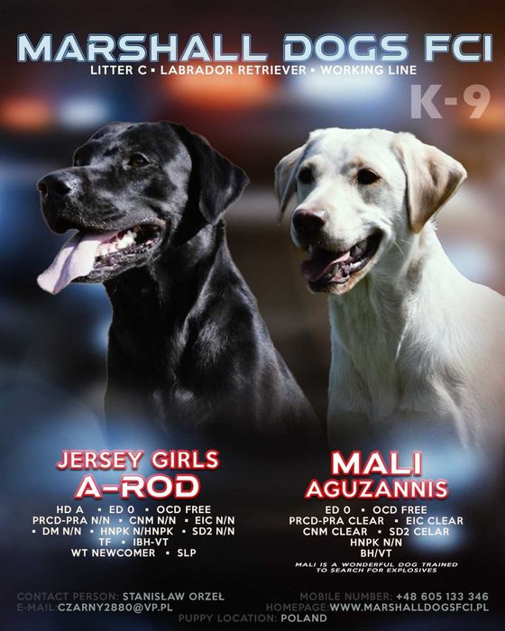 Labrador retriver linia 100% pracująca FCI