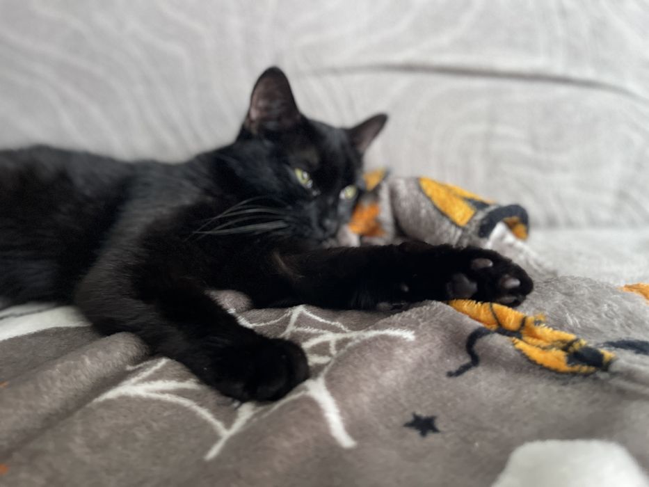Sliczna kotka do adopcji