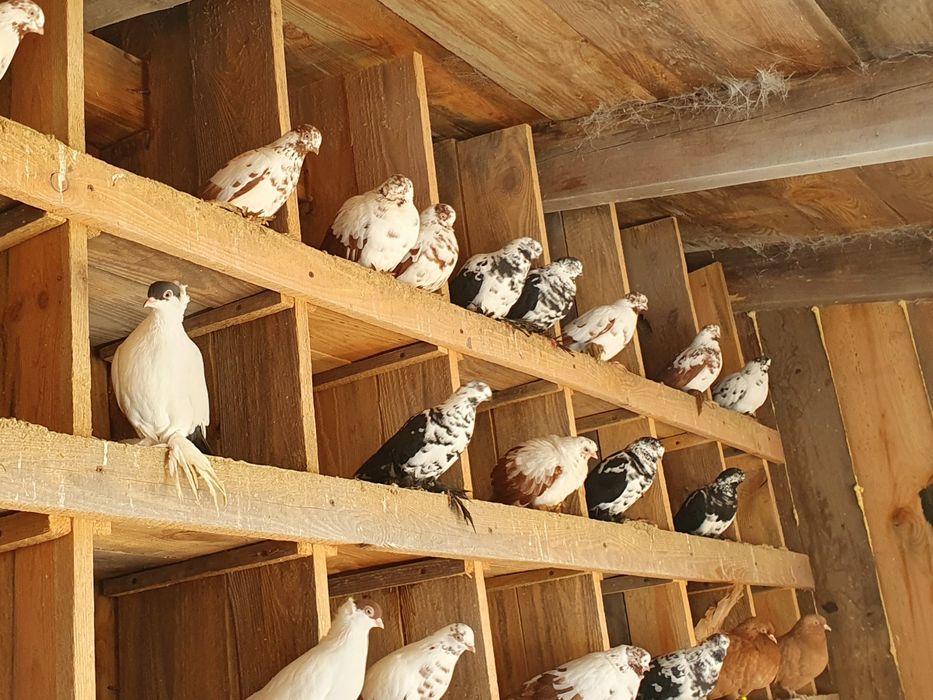 Gołębie ozdobne Parczew