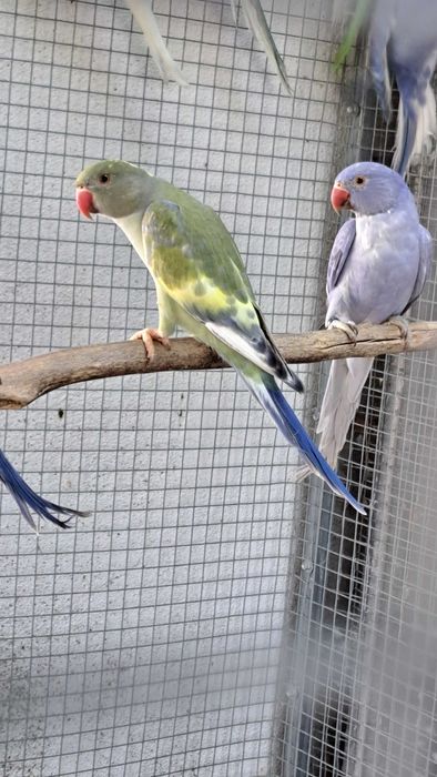 Ring necks machos e femeas varias mutações