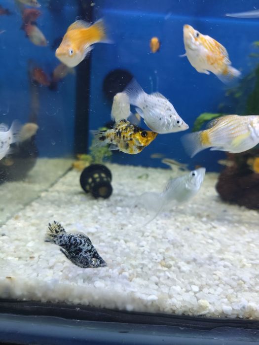 Mollys balão de lira