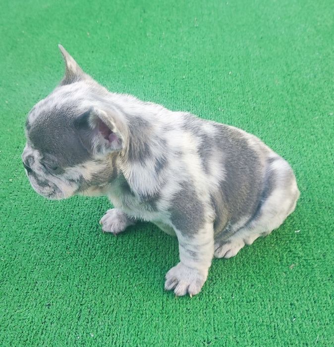 Bulldog francês fêmea blue Merle