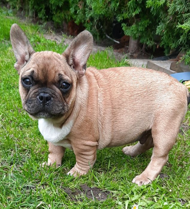 Szczeniaczek buldog francuski