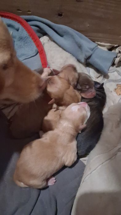 Cãozinhos para adoção responsável porte médio