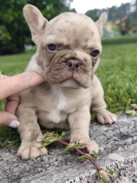 bulldog francês femea