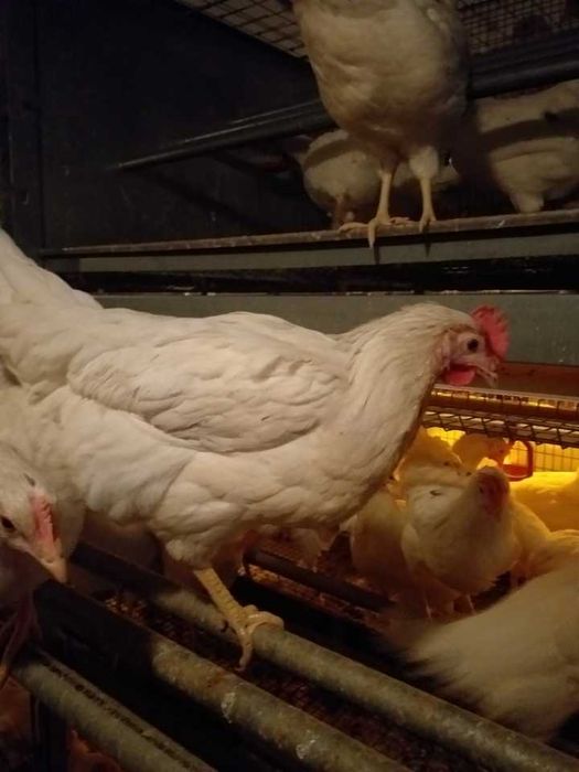 Kury nioski młode Rosa Messa Dominant Leghorn Isa Dowóz Gratis