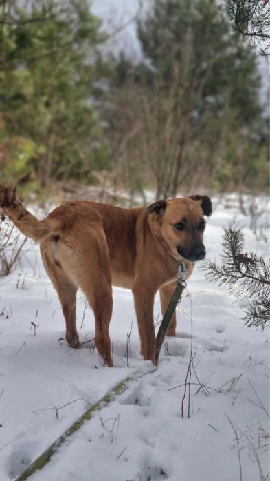 Molly poleca się do adopcji.