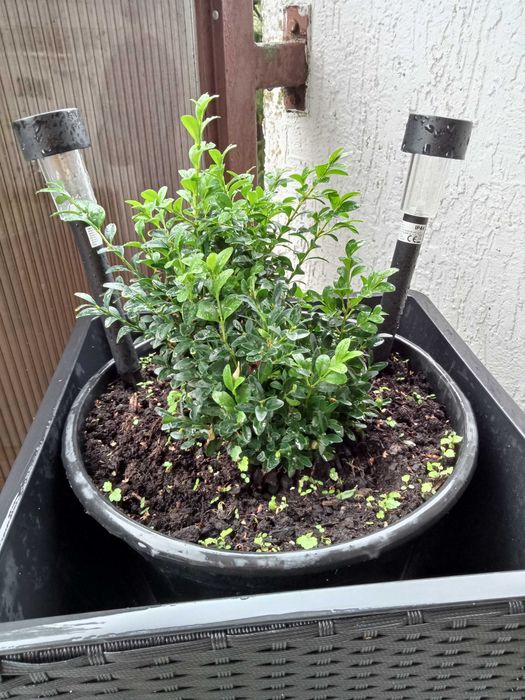 Młody bukszpan ogród, balkon