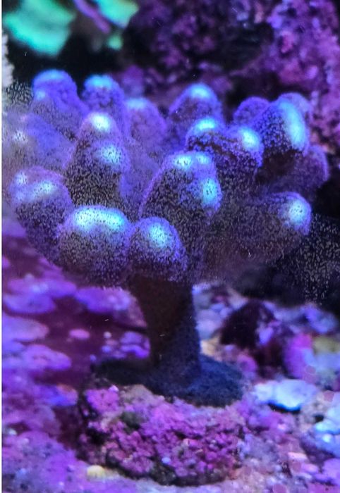 Stylophora pistillata