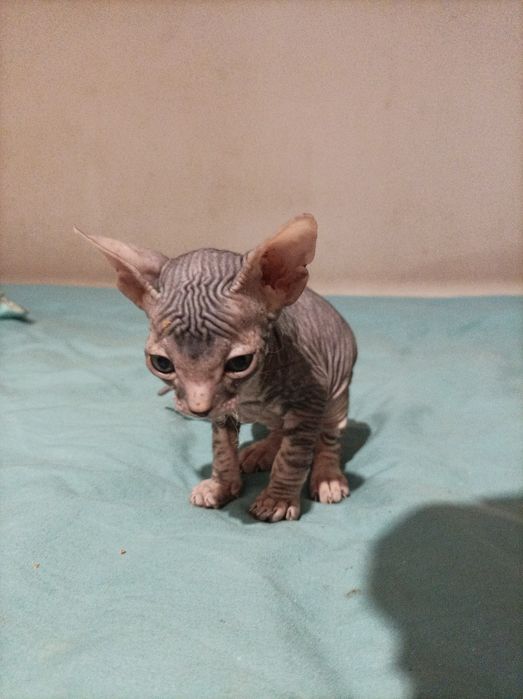 Кошенята Донського Сфінкса!