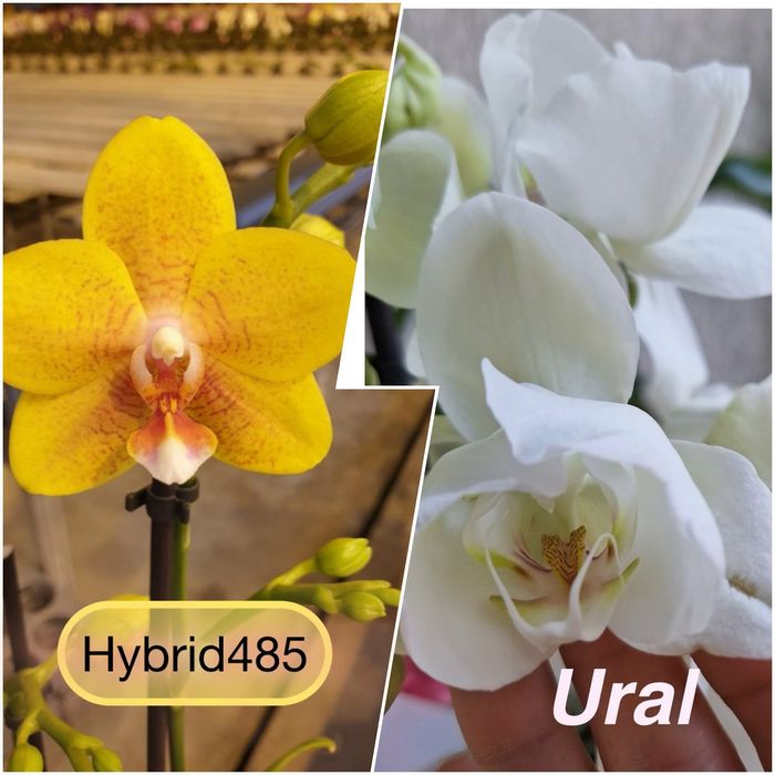 Орхидея Подростки из фласок