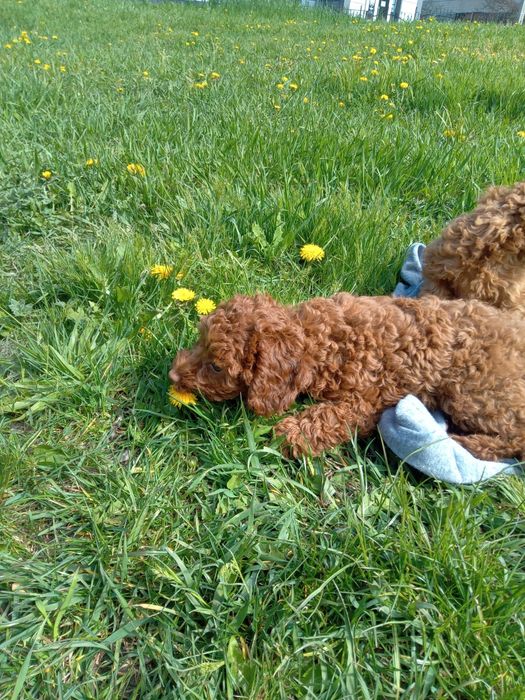 Той пудель.девочки