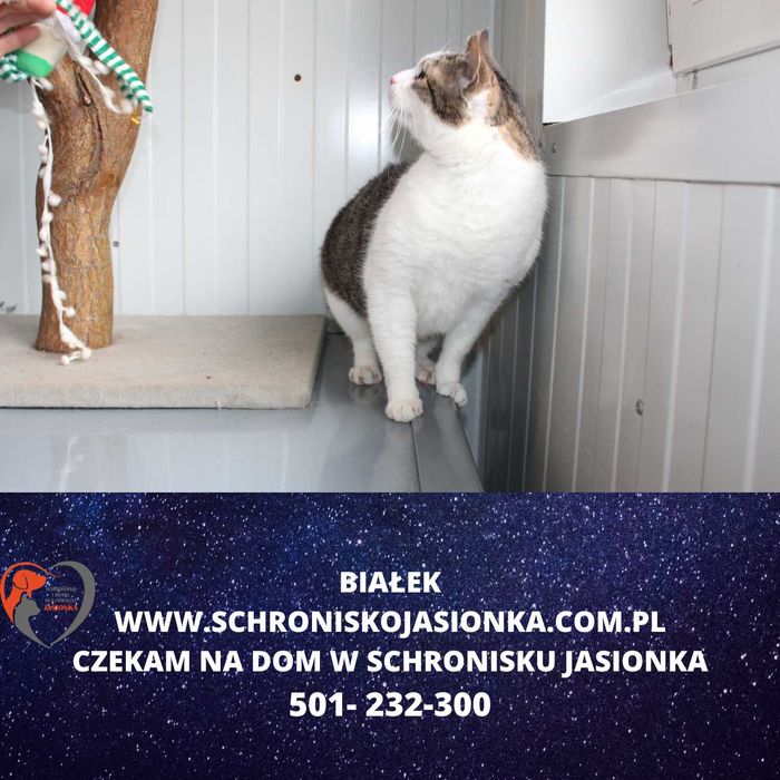 Białek do adopcji