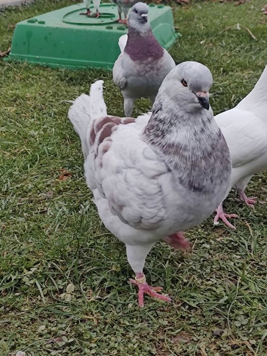 King   gołębie Kingi