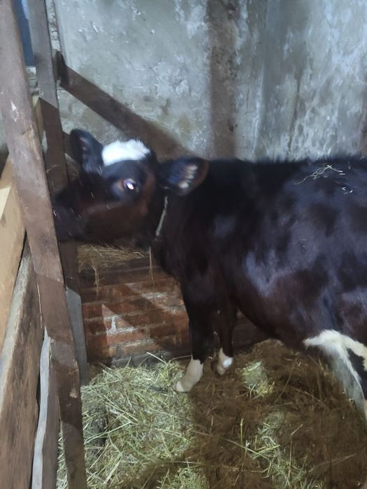 Чотири місячна теличка від матері Джерсійської породи. На вирощення.