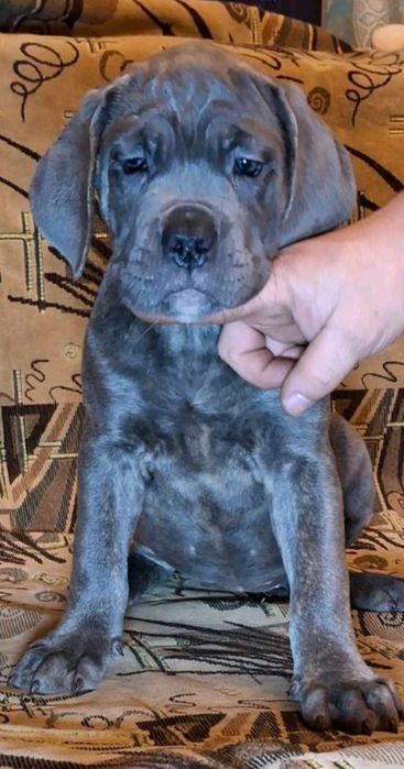 Цуценята Кане Корсо