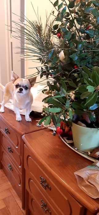 Chihuahua macho miniatura, pedegree