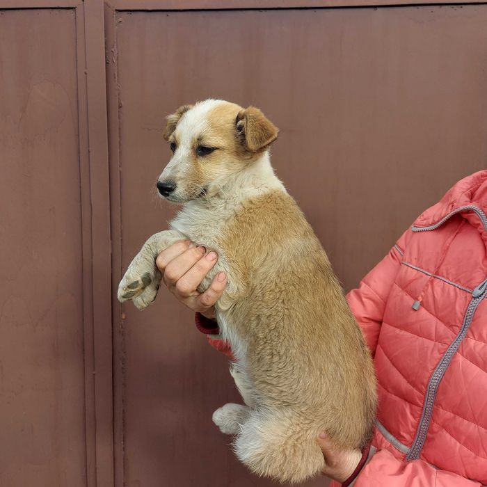 Віддам цуценя хлопчика