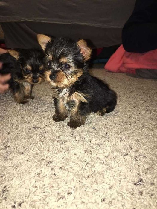 Цуценята, йоркширський тер'єр