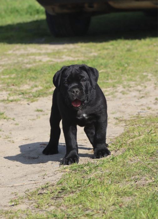 Cane Corso Italiano