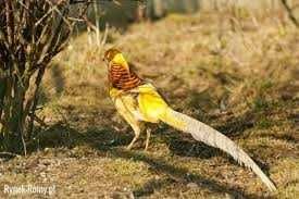 bażanty bananowe,bażant,dorosłe pary,cena za parę