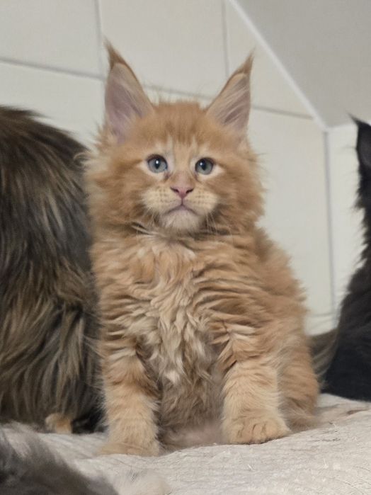 Zjawiskowy rudy kocurek Maine Coon