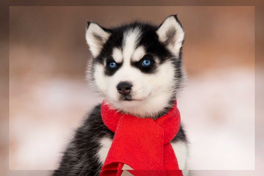 Дівчинка хаскі з блакитними очима