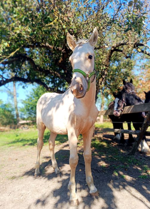 Ogier wielkopolski palomino