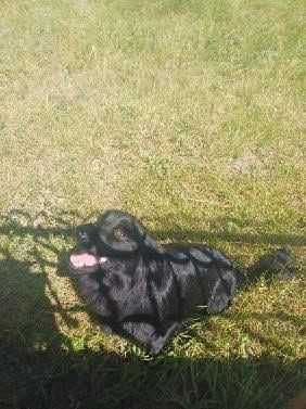 Oddam psa w dobre ręce