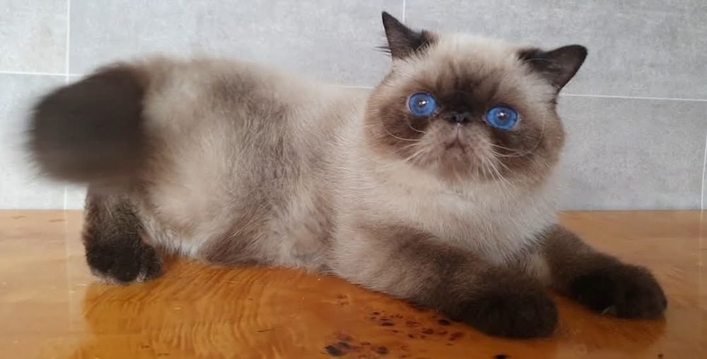 Kocurek Egzotyczny, czy te oczy mogą kła...