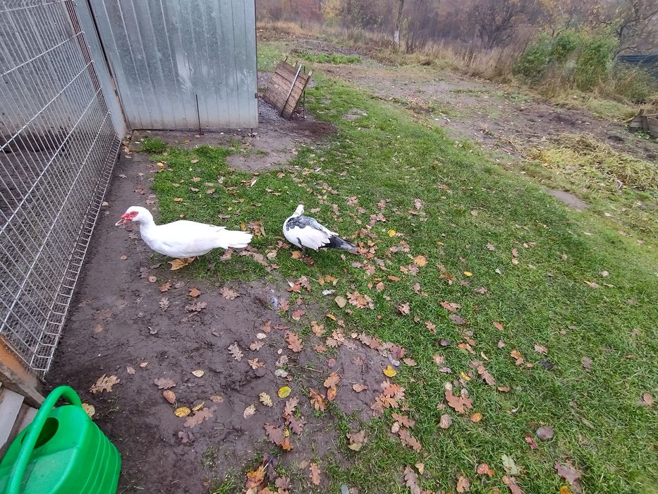 Perliczki  Sprzedam Kaczki francuskie