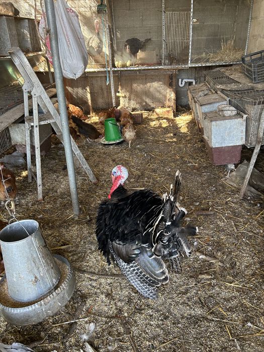 Tenho para dispensar perus, patos, ganços pombos correios caturras e coelhos