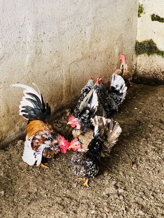 Ovos de garnisés carecas miniatura.