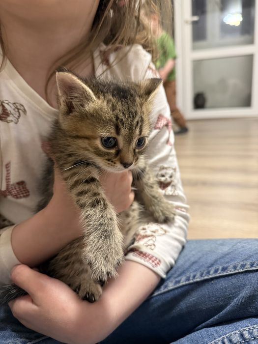 Кошенята котики котята
