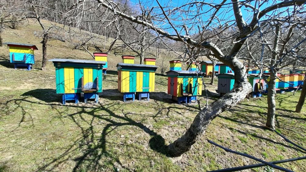 Sprzedam rodziny pszczele