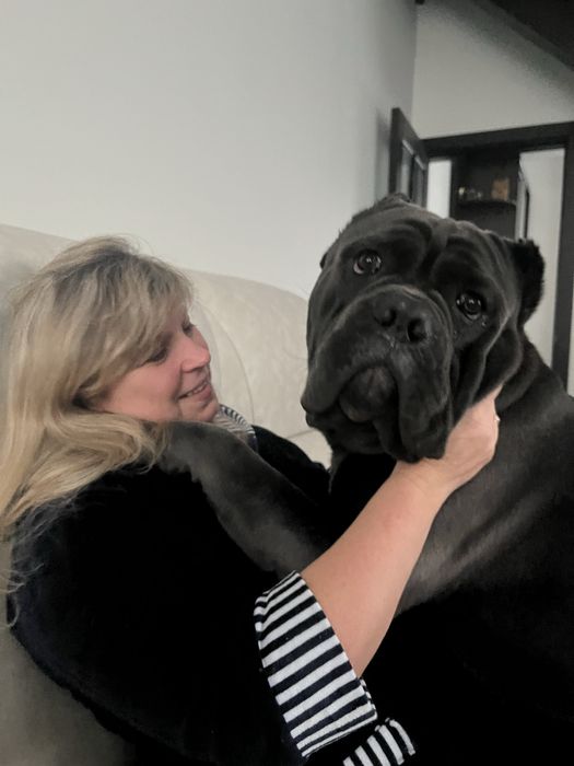 Кане Корсо для вʼязки